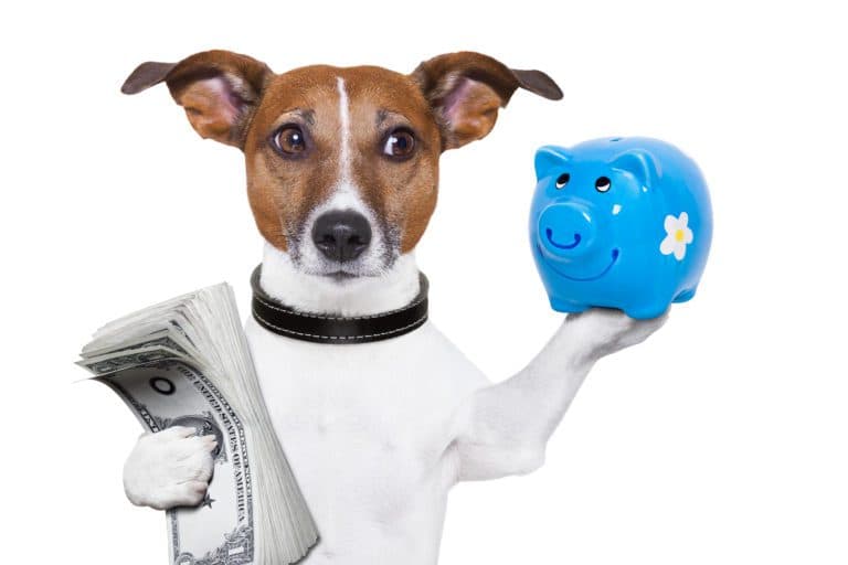 Sam’s Club Pet Insurance: A Practical Guide to a New Member Perk for Your Pets