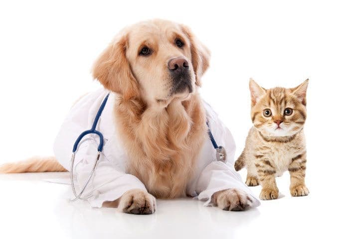 Sam’s Club Pet Insurance: A Practical Guide to Coverage, Costs, and Multi-Pet Options