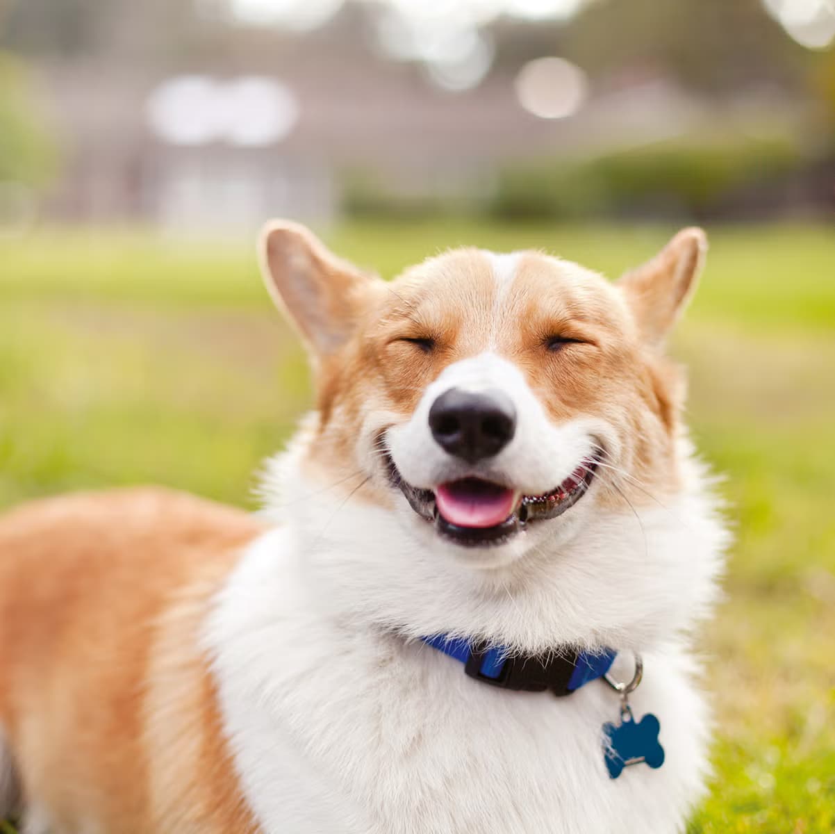 Sam’s Club Pet Insurance: A Practical Guide to Coverage, Quotes, and Dog Insurance Comparison
